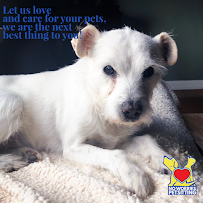 No Worries Pet Sitting and Mobile Grooming - Photo 5 - Car repair in , Allentown