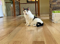 Woof and Meow Pet Sitting, LLC - Photo 1 - Car repair in Palmer Lake, CO, Colorado Springs