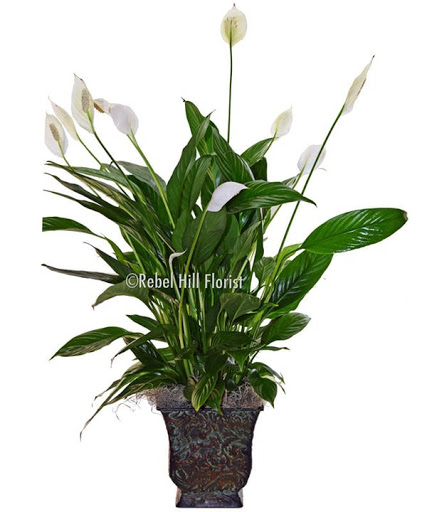 Florist «Rebel Hill Florist», reviews and photos, 4821 Trousdale Dr, Nashville, TN 37220, USA