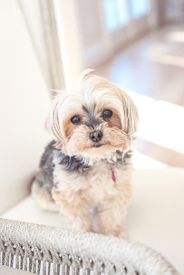 DarceyStone Photography - Photo 7 - Car repair in Redding, CT, Danbury