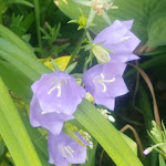 Photo n°1 de l'avis de cchicken26. fait le 29/11/2020 à 13:43 sur le  Eis Cafebar Hamburg à Hamburg