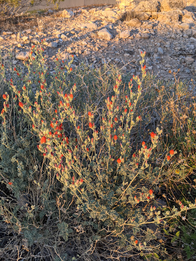 Park «Summerlin Centre Community Park», reviews and photos, 10588 Marketwalk Pl, Las Vegas, NV 89135, USA