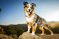 Crimson Cat Studios - Photo 4 - Car repair in Lakewood, CO, Lakewood