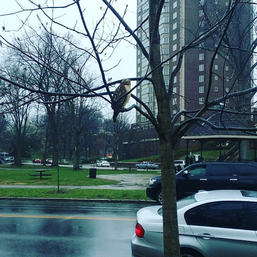 Park «Willow Park», reviews and photos, 1402 Willow Ave, Louisville, KY 40204, USA