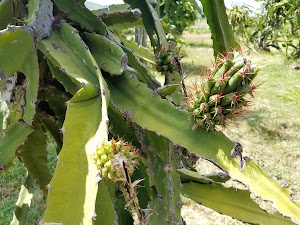 Maui Dragon Fruit Farm - photo 62