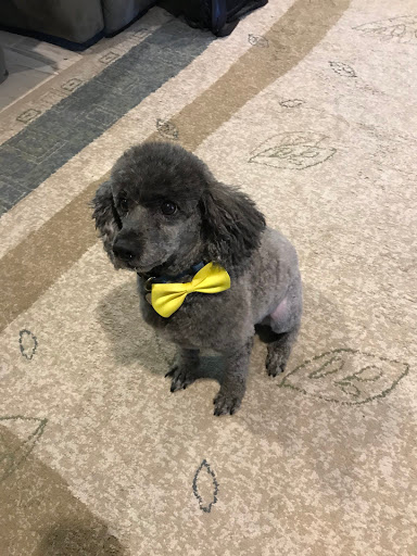 Pet Groomer «Dog Gone Cute Grooming & Bowtique», reviews and photos, 446 Racetrack Rd NW Unit F, Fort Walton Beach, FL 32547, USA