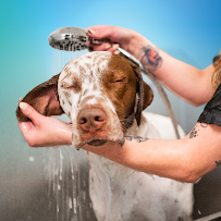 Pet Paradise Ballantyne - Photo 3 - Car repair in Indian Land, SC, Rock Hill