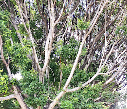 Parque Floresta Coyoacán photo