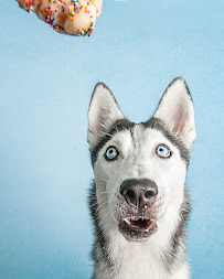 Rocky & Co. Pet and Family Photography - Photo 9 - Car repair in , Rochester