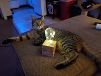 Andover Animal Hospital - Photo 9 - Car repair in Andover, MA, Lowell