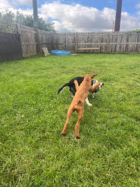 Canine to 5 - Photo 1 - Car repair in Loves Park, IL, Rockford