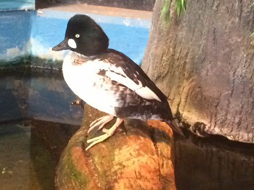 Aquarium «Great Lakes Aquarium», reviews and photos, 353 Harbor Dr, Duluth, MN 55802, USA