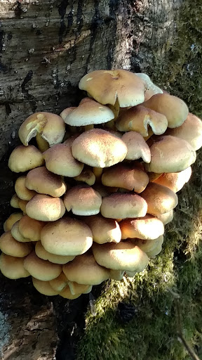 Park «West Hylebos Wetlands Park», reviews and photos, 411 S 348th St, Federal Way, WA 98003, USA