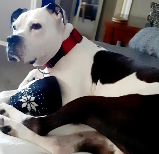 Pet Supply Store «Pet Supplies Plus», reviews and photos, 1704 Greenville Ave, Dallas, TX 75206, USA