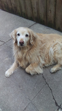 Cruisin Canines - Photo 2 - Car repair in Chicago, IL, Chicago