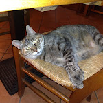 Photo n°2 de l'avis de Giuseppe.c fait le 09/09/2023 à 21:20 sur le  Ristorante Al Tiglio à Anguillara Sabazia