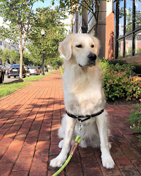 The Fairy Dogmom - Photo 1 - Car repair in Alexandria, VA, Arlington