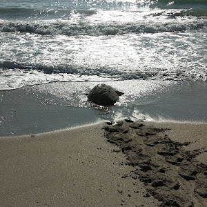 Waveland Beach - review photo