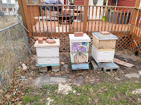 Bouterse Urban Bees - Photo 4 - Car repair in Lansing, MI, Lansing