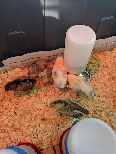 Animal Feed Store «Lomita Feed Store», reviews and photos, 24403 Narbonne Ave, Lomita, CA 90717, USA