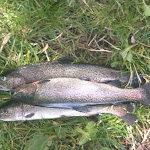 Photo n°3 de l'avis de Franz.� fait le 07/08/2021 à 14:49 sur le  Fischerstube à Vahrn