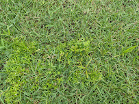 McCall Sod Farm - Photo 8 - Car repair in Panama City, FL, Panama City