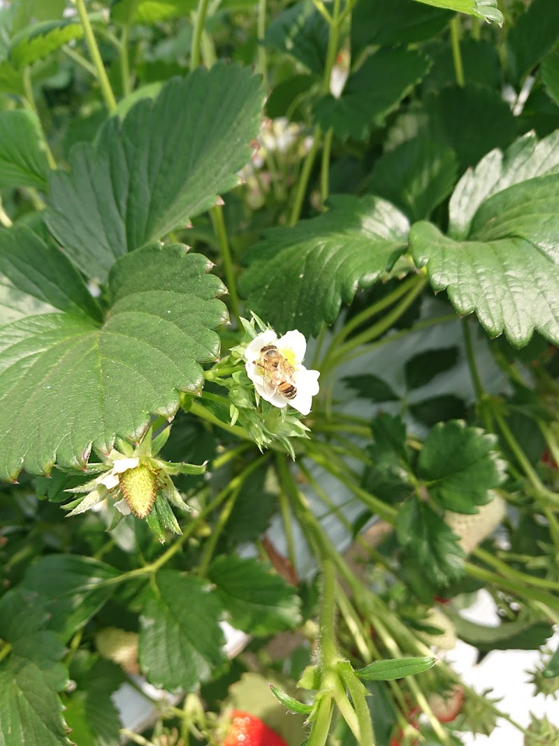 伊良湖清田苺園