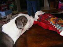 Fur Babies Care Service - Photo 7 - Car repair in , Spartanburg