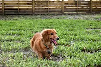 Ruffin' It Pet Resort - Car repair in Harlingen, TX, Harlingen - Rated 5.0/5