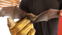 Bat Removal Specialists LLC - Photo 2 - Car repair in , Allentown