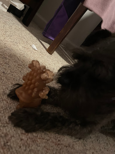 Pet Supply Store «Silly Willies», reviews and photos, 218 Flagler Ave, New Smyrna Beach, FL 32169, USA