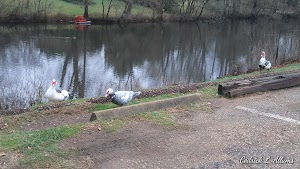 Duck Pond - photo 71