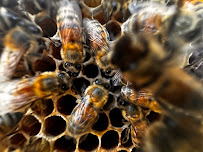 Blue Sky Country Farm - BEE RESCUE, Live Bee Removal, Honeybee Rescue, Bee Keeper, Bee Keepers - Photo 1 - Car repair in Jacksonville, FL, Jacksonville