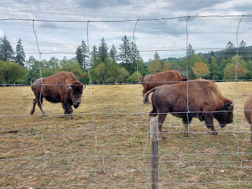 Hochwildschutzpark Hunsrück unter Rheinböllen, 
