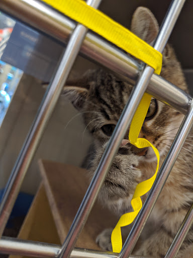 Pet Supply Store «PetSmart», reviews and photos, 5011 Grande Shops Ave, Medina, OH 44256, USA