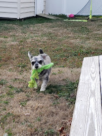 Full Moon Pet Care - Photo 2 - Car repair in , Norfolk