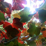 Photo n°18 de l'avis de Valeria.a fait le 26/08/2018 à 09:58 sur le  Artegusto - Viacava à Gazzuolo