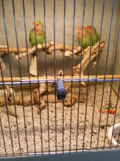 Pet Store «Exotic Pets», reviews and photos, 2410 N Decatur Blvd #160, Las Vegas, NV 89108, USA