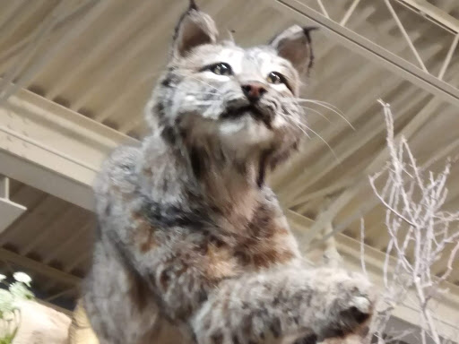 Outdoor Sports Store «Field & Stream», reviews and photos, 800 Brevard Rd #901, Asheville, NC 28806, USA