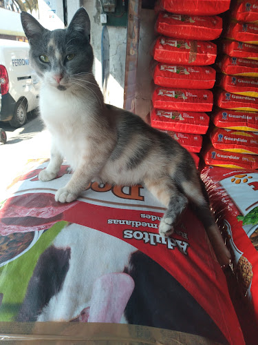 Opinii despre Alimentos Para Mascotas SAN FRANCISCO Melipilla în Melipilla - Supermercado