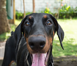 Tropical Pet Inn photo