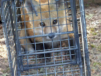 Pro Wildlife Removal Central Illinois - Photo 8 - Car repair in , Peoria
