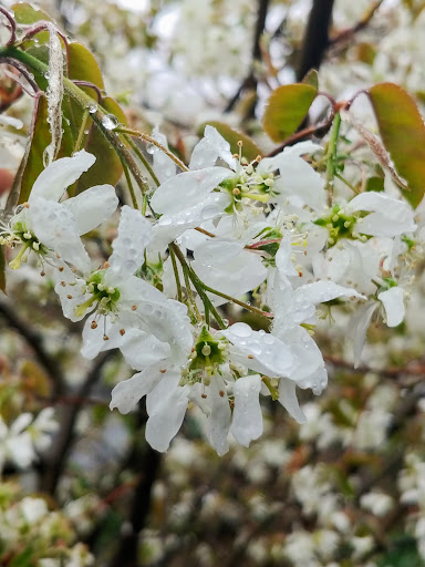 Park «Bushwick Inlet Park», reviews and photos, Kent Ave, Brooklyn, NY 11249, USA