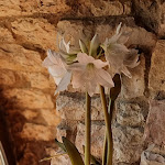 Photo n°1 de l'avis de Elly64. fait le 21/05/2022 à 16:51 sur le  Hotel Ideale à Assisi