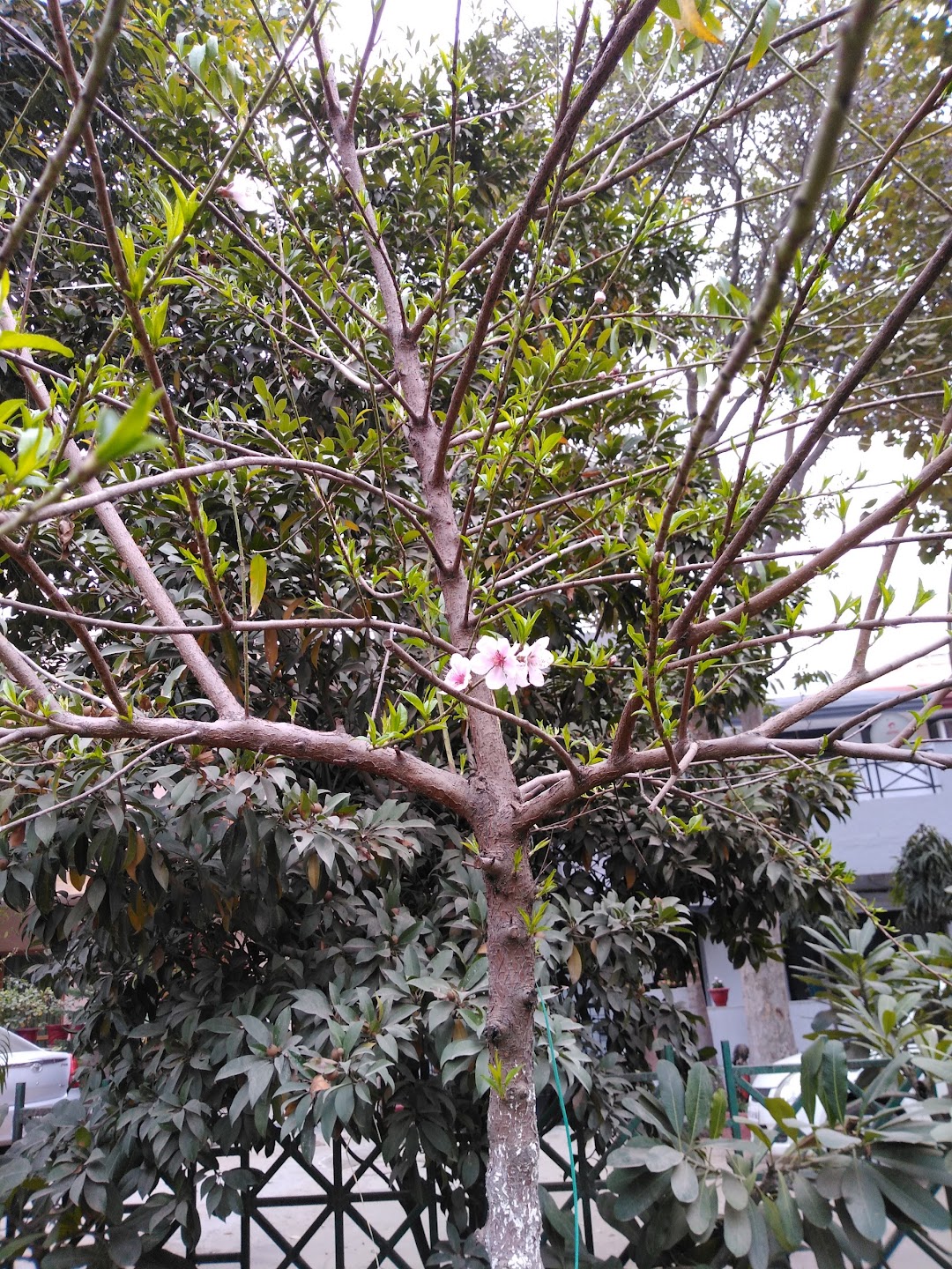 Ujju Park