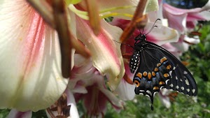 Garretson Forge & Farm - photo 62