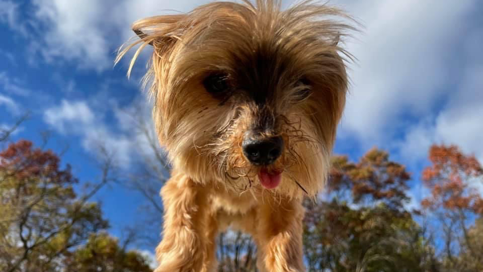 Leader of the Pack Doggie Daycare