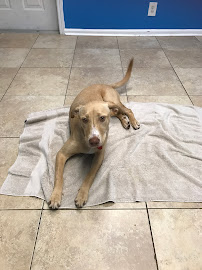 Bons Chiens Dog Training, LLC. - Photo 3 - Car repair in Lake Charles, LA, Lake Charles