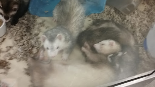 Pet Supply Store «Petco Animal Supplies», reviews and photos, 129 Mall Way, Marysville, WA 98270, USA