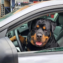 Carlton Car Co - Photo 4 - Car repair in Lakewood, CO, Lakewood